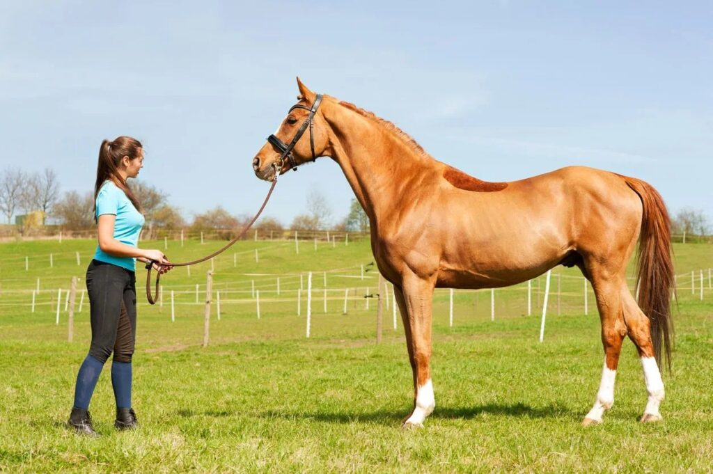 Évaluer la condition physique du cheval